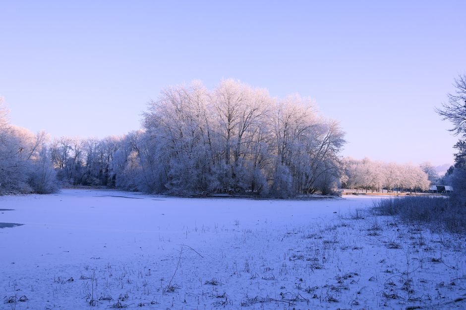 Paysage hivernal avec des arbres recouverts de givre, bordant un lac gelé sous un ciel bleu clair.